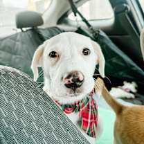 Thumbnail photo of Zoey #2