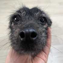 Thumbnail photo of Tico #4