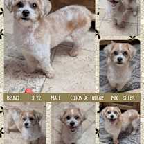 Thumbnail photo of BRUNO #1