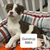 Thumbnail photo of Gumdrop B864 #2