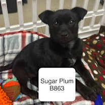 Thumbnail photo of Sugar Plum B863 #2