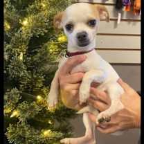 Thumbnail photo of Tater #1