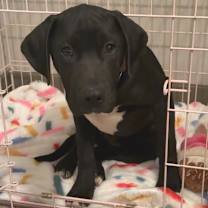 Thumbnail photo of Thumper Owner #4