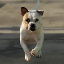 Thumbnail photo of Mr. Moon #1