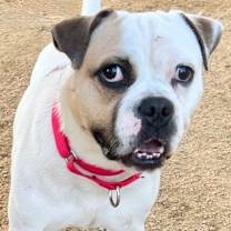 Thumbnail photo of Mr. Moon #2