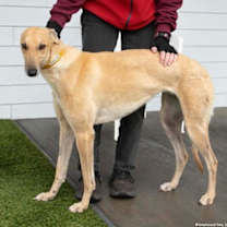 Thumbnail photo of Aelin #2