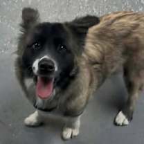 Thumbnail photo of Tendi #1