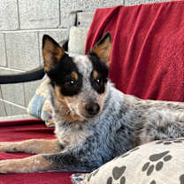 Thumbnail photo of Lyla #1