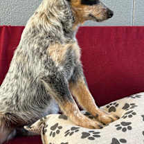 Thumbnail photo of Lyla #2