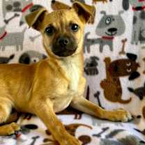 Thumbnail photo of Vossie #1