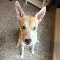 Thumbnail photo of Wiley #3