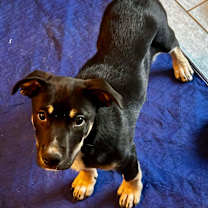 Thumbnail photo of Bear #3