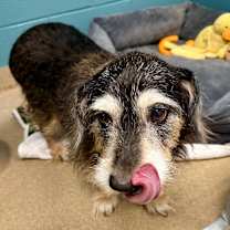 Thumbnail photo of Caesar #4