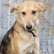 Thumbnail photo of Scout #2