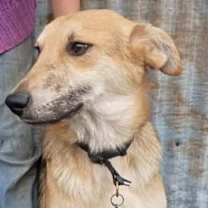 Thumbnail photo of Scout #3