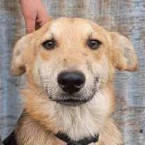 Thumbnail photo of Scout #4