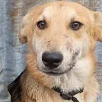 Thumbnail photo of Scout #1