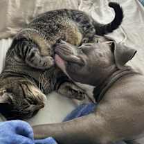 Thumbnail photo of Blue #3