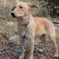 Thumbnail photo of Daisy #2