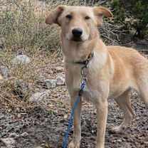 Thumbnail photo of Daisy #3