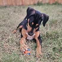 Thumbnail photo of Bingo #4