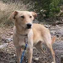 Thumbnail photo of Daisy #4