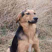 Thumbnail photo of Ranger #2