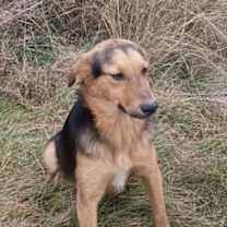 Thumbnail photo of Ranger #4