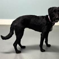 Thumbnail photo of Jessie #3