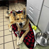 Thumbnail photo of Rocky #1