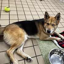 Thumbnail photo of Rocky #2