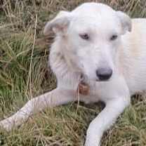 Thumbnail photo of Mercy #4