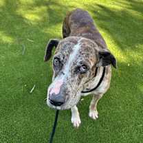 Thumbnail photo of Luna Poo #2