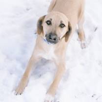 Thumbnail photo of Bart #2