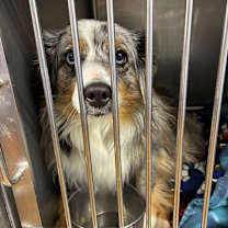 Thumbnail photo of Truffles #2