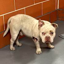 Thumbnail photo of Bruce #4