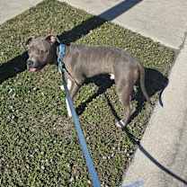 Thumbnail photo of Barkley #2