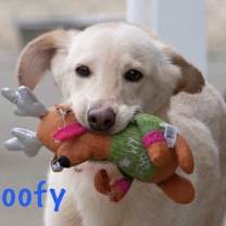 Thumbnail photo of Goofy #1