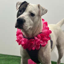 Thumbnail photo of Whoopi Goldberg #4