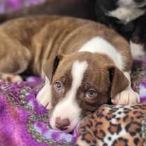 Thumbnail photo of Cooper #1