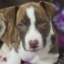 Thumbnail photo of Cooper #2