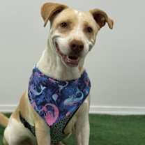 Thumbnail photo of Wonder #1