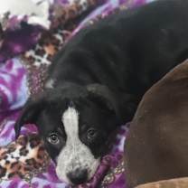 Thumbnail photo of Zoey #1