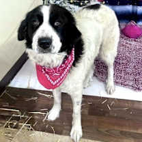 Thumbnail photo of Opal #2