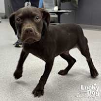 Thumbnail photo of Porky #1