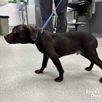 Thumbnail photo of Porky #2