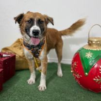 Thumbnail photo of Fluffy #2