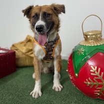 Thumbnail photo of Fluffy #4