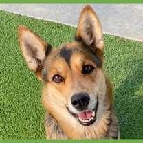 Thumbnail photo of Tori #1