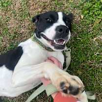 Thumbnail photo of Pearl #1